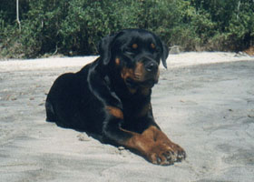 Família Mendara